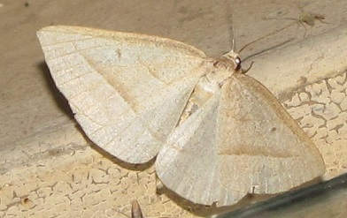 Geometridae da ID - Petrophora chlorosata